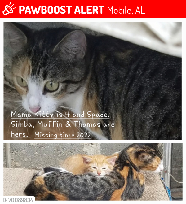 Lost Female Cat last seen Dover St, Mississippi St, Mobile, AL 36618