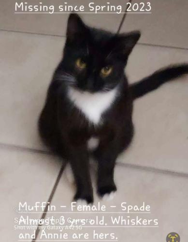 Lost Female Cat last seen Dover St and Mississippi St, Mobile, AL 36618