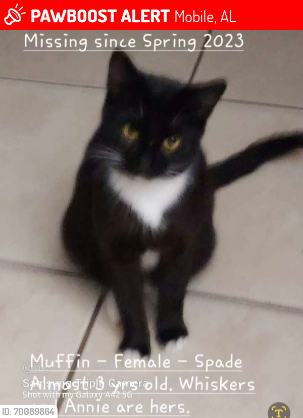 Lost Female Cat last seen Dover St and Mississippi St, Mobile, AL 36618