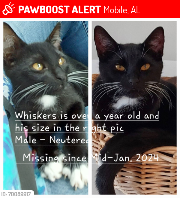 Lost Male Cat last seen Dover St and Mississippi St , Mobile, AL 36618