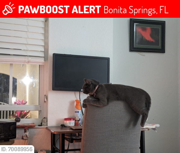 Lost Female Cat last seen Backyard behind building 28620, Bonita Springs, FL 34134
