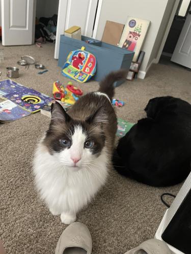 Lost Male Cat last seen Alameda and Yale, New Haven, CT 06520