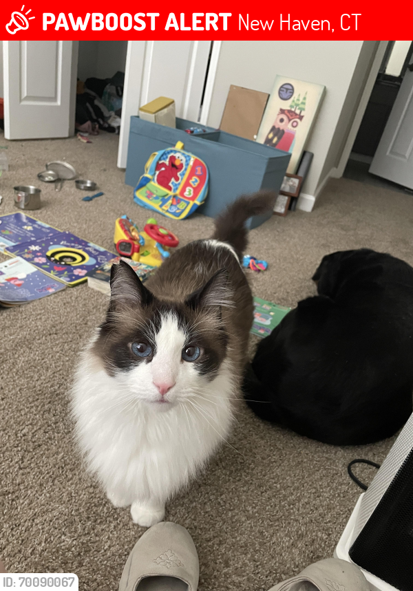 Lost Male Cat last seen Alameda and Yale, New Haven, CT 06520