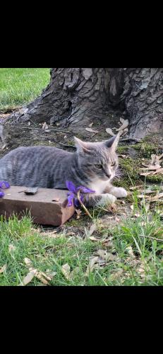 Lost Male Cat last seen Near and 50 , Valparaiso, IN 46385