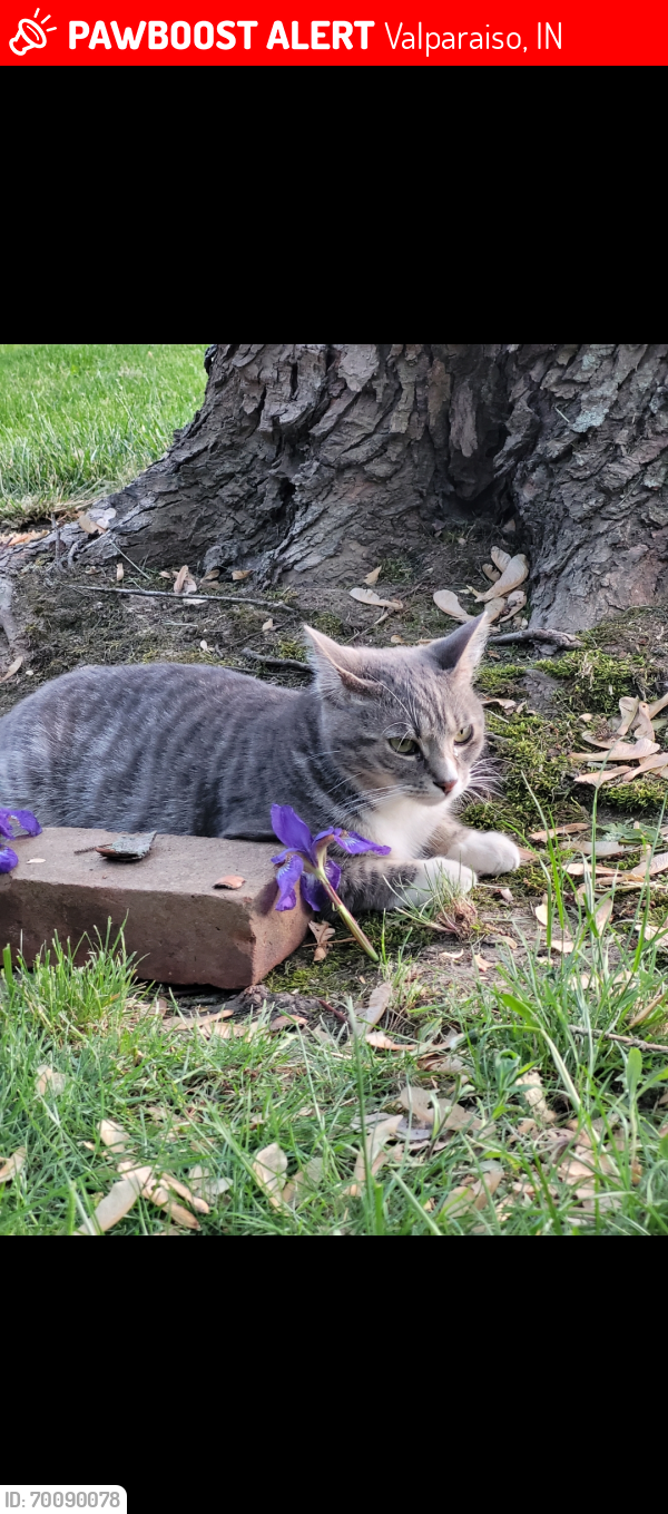 Lost Male Cat last seen Near and 50 , Valparaiso, IN 46385