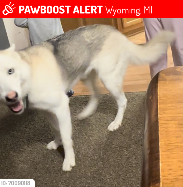 Lost Female Dog last seen Near and Byron center , Wyoming, MI 49519
