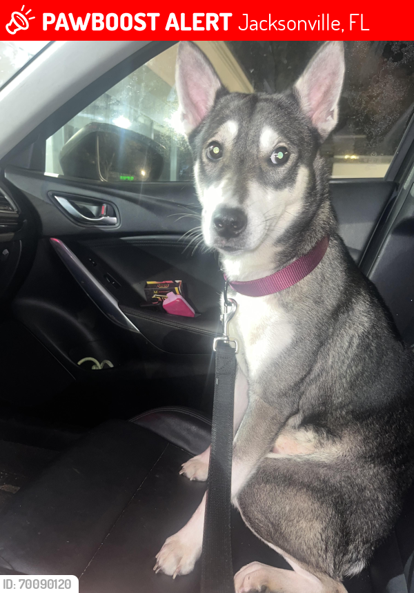 Lost Male Dog last seen Skinner lake by wava and car wash , Jacksonville, FL 32246