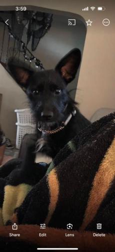 Lost Male Dog last seen Orchard st South Park pa 15129, South Park Township, PA 15129