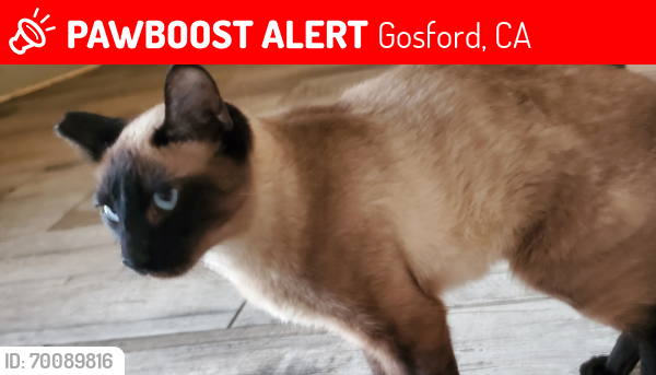 Lost Male Cat last seen Walmart Tire Center on Gosford , Gosford, CA 93313