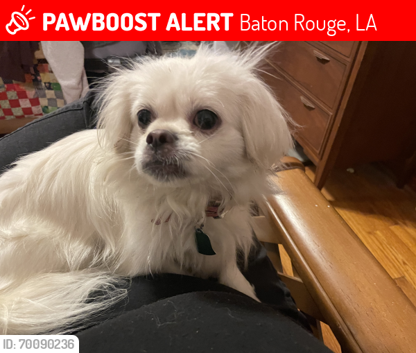 Lost Female Dog last seen Florida Blvd and N Foster Dr, Baton Rouge, LA 70806