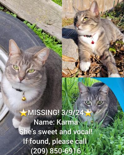 Lost Female Cat last seen Bridgeport Drive, Sanford Drive and Camden Drive, Hilmar, CA 95324