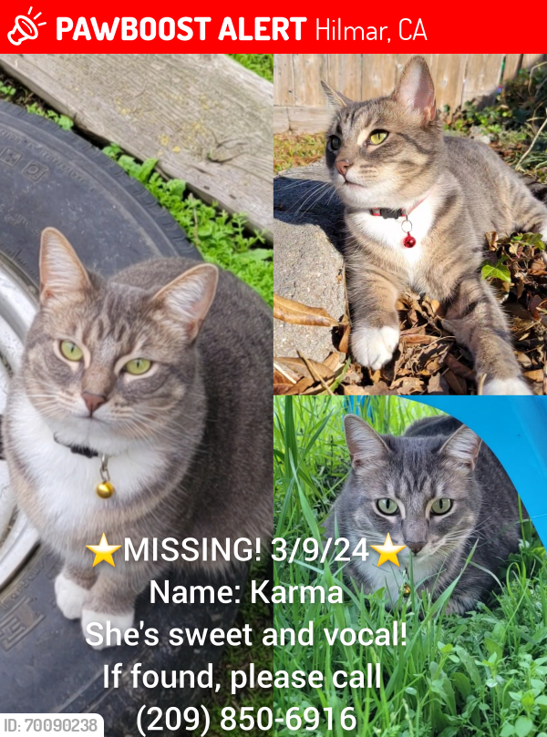Lost Female Cat last seen Bridgeport Drive, Sanford Drive and Camden Drive, Hilmar, CA 95324