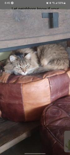 Lost Female Cat last seen Near Eagle Rock Avenue Northeast , Albuquerque, NM 87122