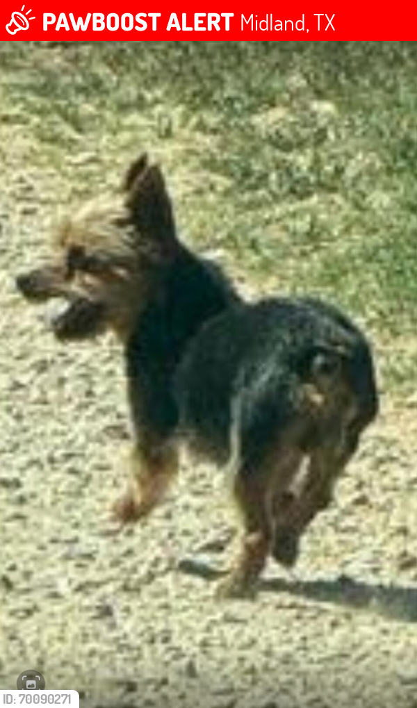 Lost Male Dog last seen On Roosevelt Ave , Midland, TX 79703