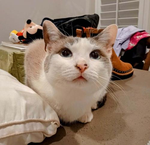 Lost Male Cat last seen St. Park road and Gascony dr , Greenville County, SC 29609