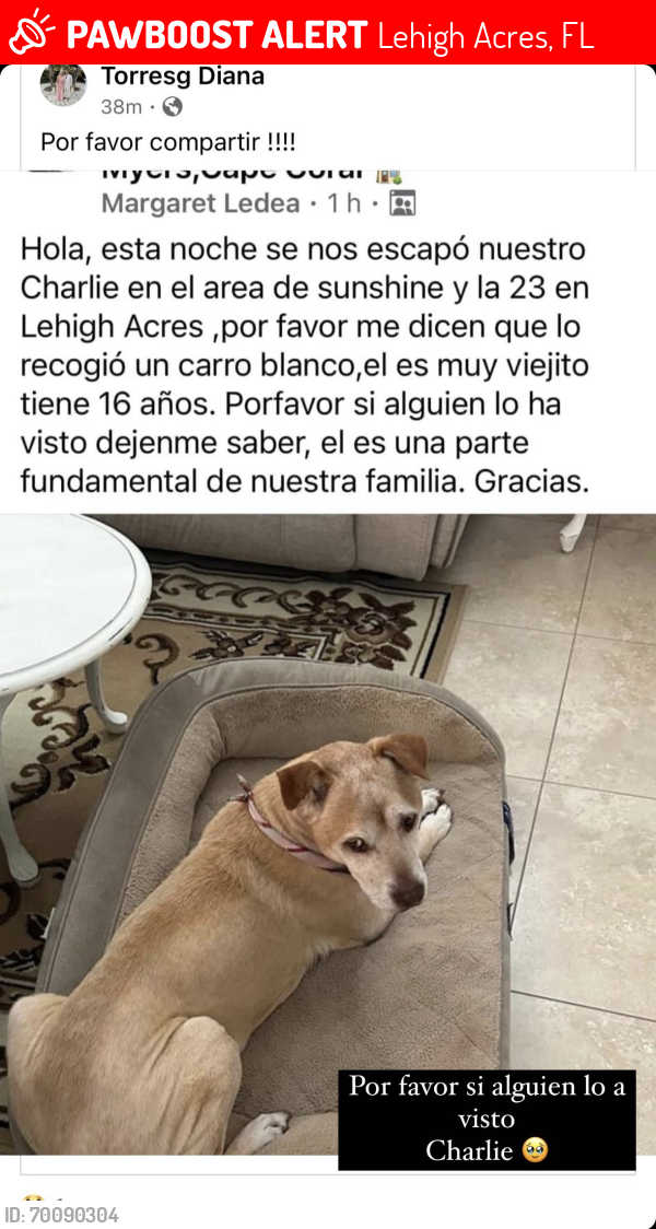 Lost Male Dog last seen sunshine , Lehigh Acres, FL 33976