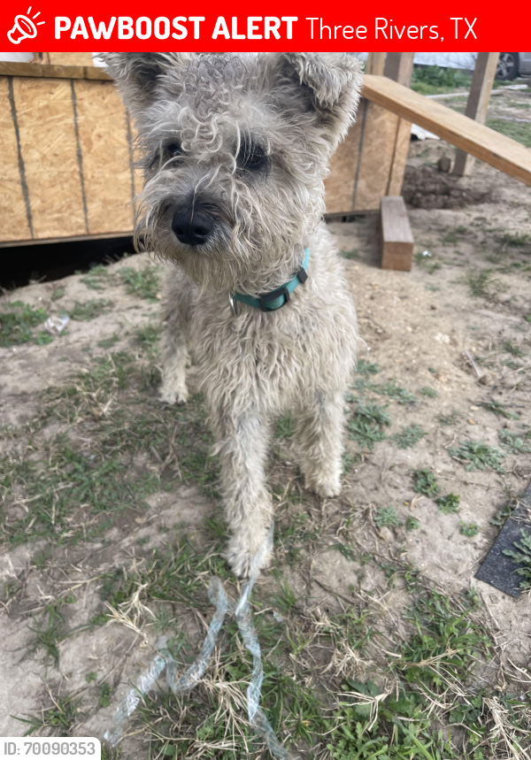 Lost Male Dog last seen Near and 281 south, Three Rivers, TX 78071