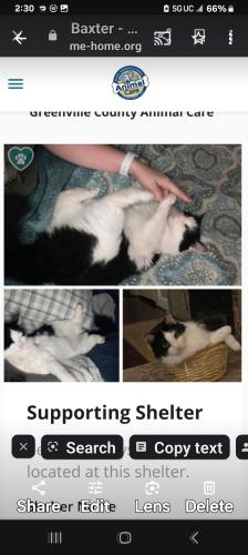 Lost Female Cat last seen Furman Hall Rd , Greenville, SC 29607