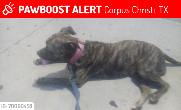 Lost Female Dog last seen Paul jones corpus Christi tx, Corpus Christi, TX 78412