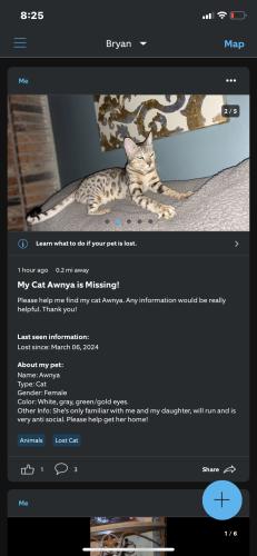 Lost Female Cat last seen Woodcrest, green valley, Tiffany park, Bryan, TX 77802
