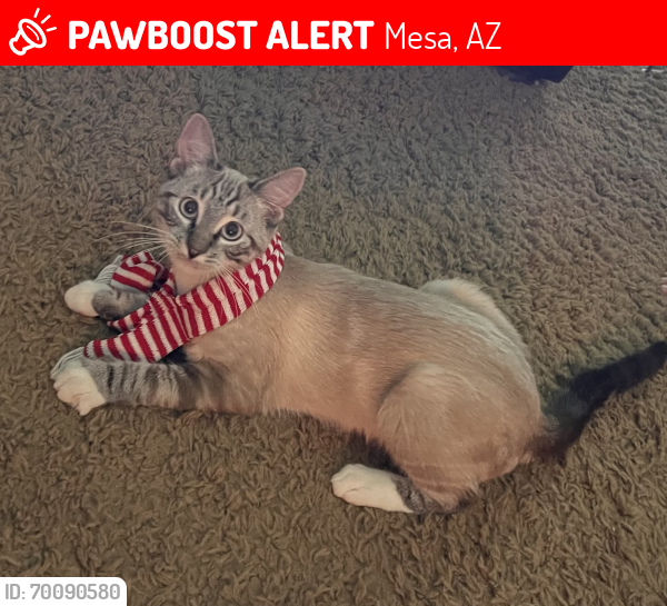 Lost Male Cat last seen On Fraser E between Main and University west of Stapley , Mesa, AZ 85203