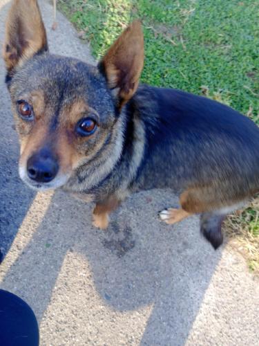Lost Female Dog last seen 6th street ,Oaksfield /Stamping plant , South Charleston, WV 25303