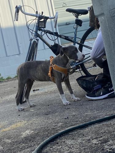 Lost Male Dog last seen Bay ice and marine something ?, Gulfport, MS 39501