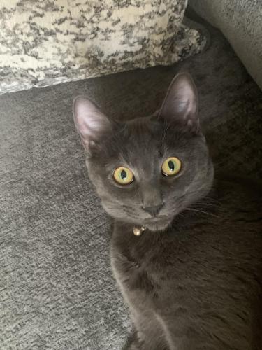 Lost Male Cat last seen Sherbrooke street and Columbia street, New Westminster, BC V3L 3M2
