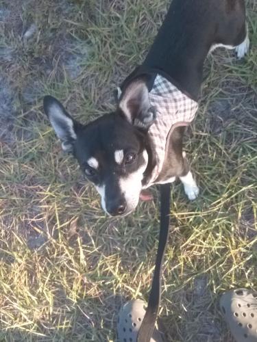 Lost Male Dog last seen carlton lake rd , Hillsborough County, FL 33598