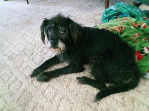 Lost Female Dog last seen Roaming drive chuckey TN , Greene County, TN 37641