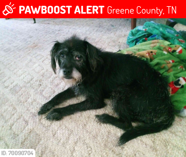 Lost Female Dog last seen Roaming drive chuckey TN , Greene County, TN 37641