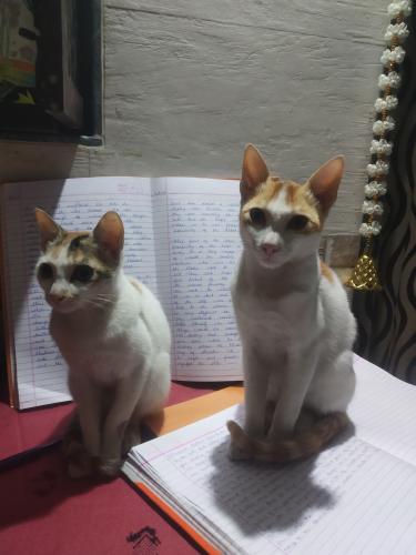 Lost Unknown Cat last seen Shreeji tower Anand park Thane (w) 400601, Thane, MH 400601