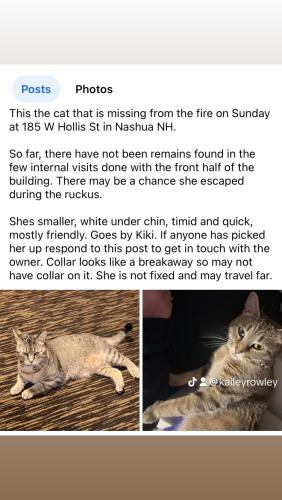 Lost Female Cat last seen West Hollis street Nashua nh, Nashua, NH 03062