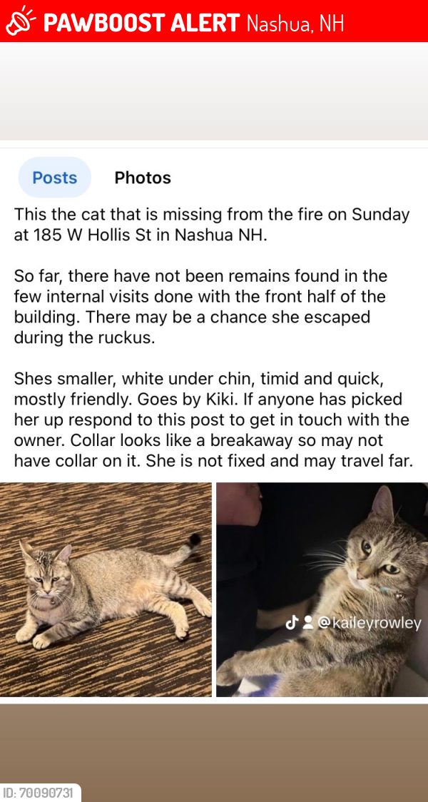 Lost Female Cat last seen West Hollis street Nashua nh, Nashua, NH 03062