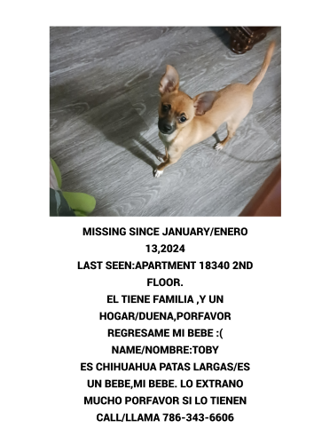 Lost Male Dog last seen Near nw 62 ave in or by Villa Esperanza, Hialeah, FL 33015