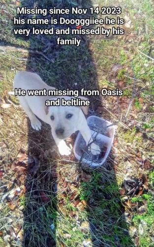 Lost Male Dog last seen Beltline by pepi's factory, Redding, CA 96003