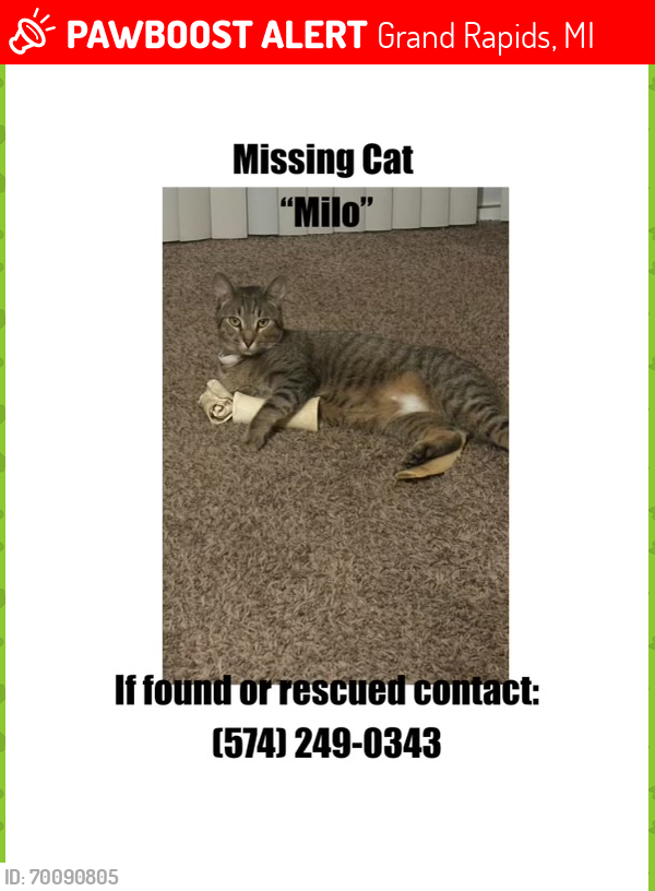 Lost Male Cat last seen We are located near Richmond park, Grand Rapids, MI 49504