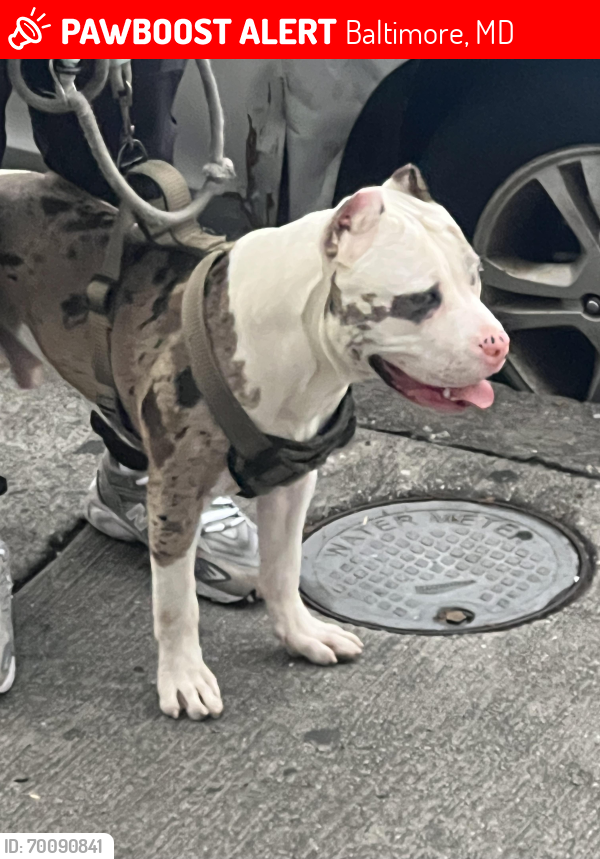 Lost Male Dog last seen Park heights , Baltimore, MD 21215
