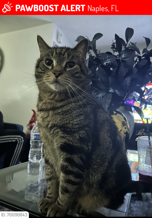 Lost Male Cat last seen Cortina Ct , Naples, FL 34103