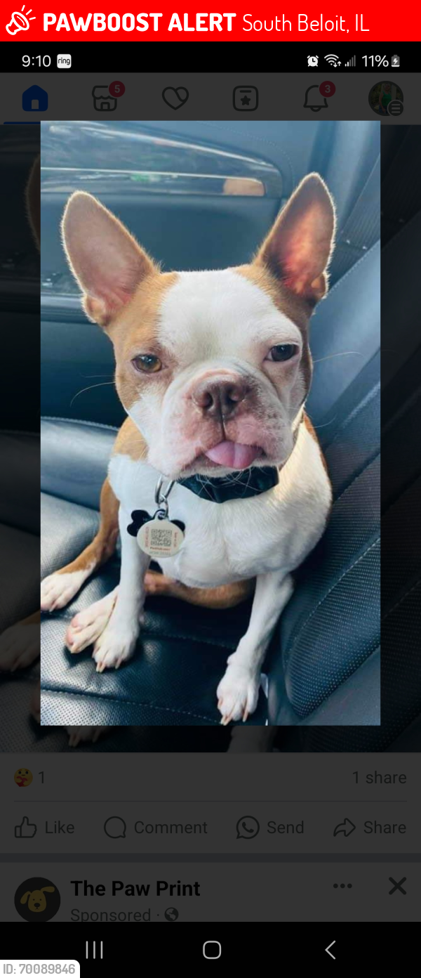 Lost Male Dog last seen Manchester and willowbrook south beloit, South Beloit, IL 61080