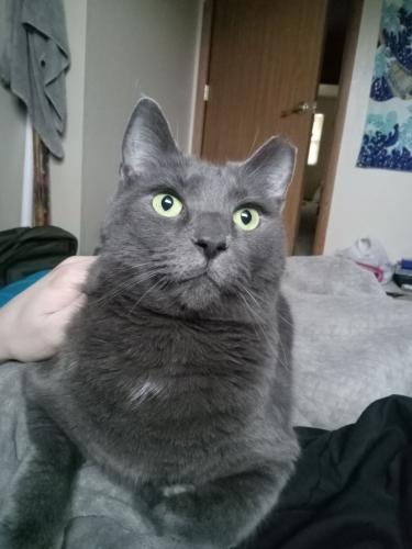 Lost Male Cat last seen 12th st and becon, Toledo, OH 43604