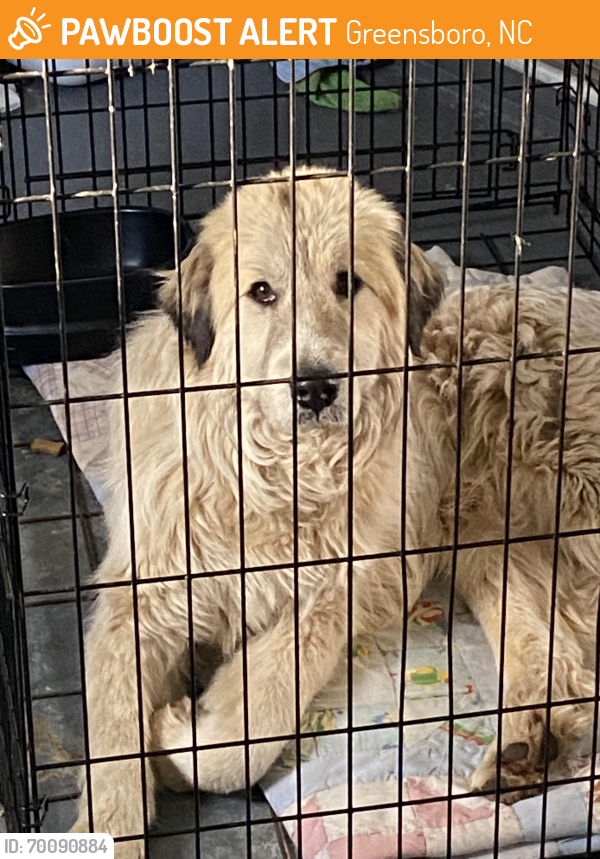 Greensboro, NC Stray Male Dog Found Near Food lion PawBoost