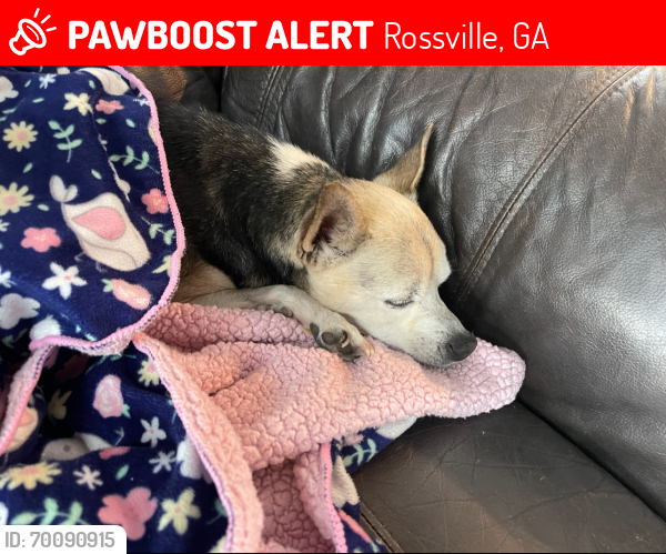 Lost Female Dog last seen Max smith road, Rossville, GA 30741