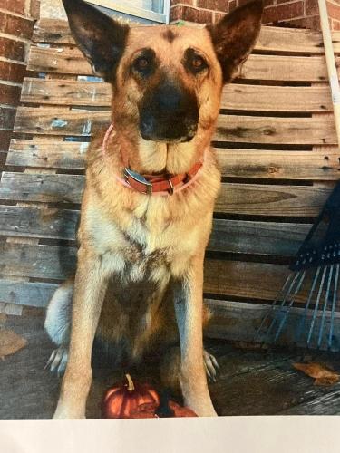 Lost Female Dog last seen Willow Springs Road and Supper Club Road, Dallas, GA, Paulding County, GA 30132