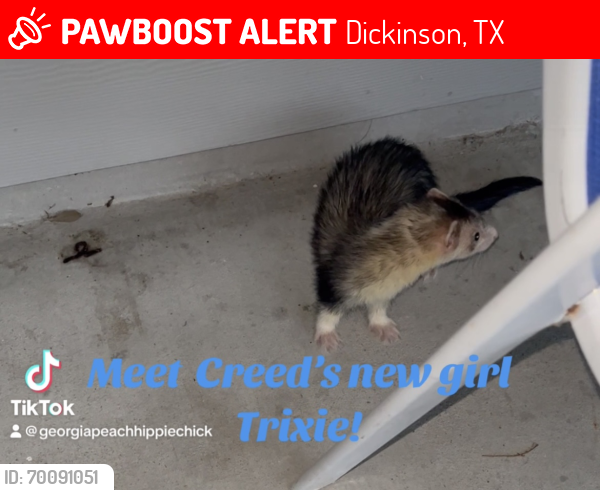 Lost Female Ferret last seen Near Asia lane inson/25th& California , Dickinson, TX 77539
