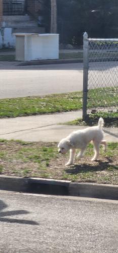 Lost Unknown Dog last seen Corner grocery store, Grand Rapids, MI 49504