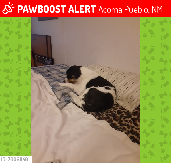 Lost Male Dog last seen McCartys Cemetery , Acoma Pueblo, NM 87034