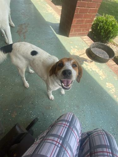 Lost Female Dog last seen Between Shaw rd and Parker rd, Athens, AL 35611