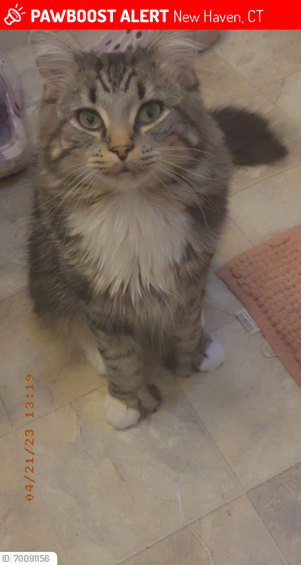Lost Male Cat last seen Huntington st and Shelton , New Haven, CT 06511