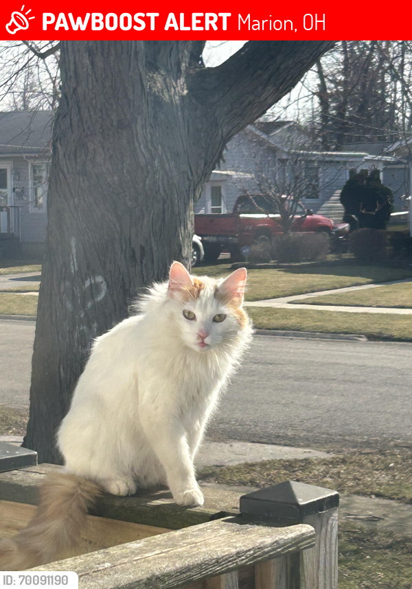 Lost Female Cat last seen Marion Ohio , Marion, OH 43302